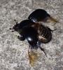 Geotrupes spiniger